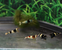 Caridina Cantonensis Panda Mixed M