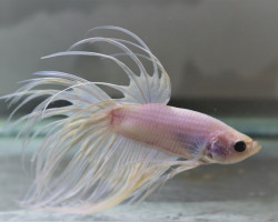 Betta Splendens White Crowntail Maschio L