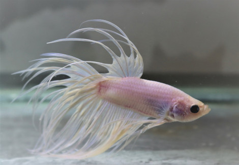 Betta Splendens White Crowntail Maschio L