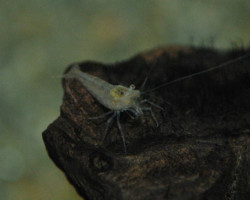 Caridina Davidii Green M