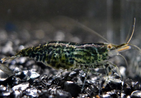 Neocaridina Davidi Green Jade M