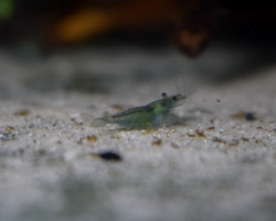 Caridina Heteropoda Green Velvet M