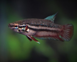 Betta Plakat Femmina Show (5-6Cm)