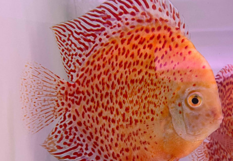 Discus Snow Leopard M