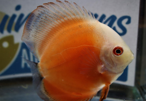 Discus Red Melon White Face S/M