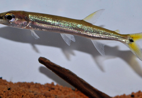 Acestrorhynchus Isalineae M/L