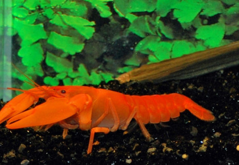 Cherax Sp. Orange L