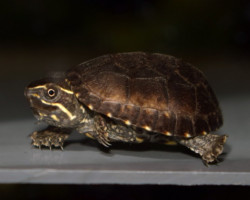 Sternotherus Odoratus S