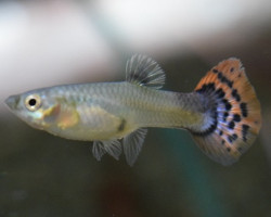 Guppy Leopard Red Blue Femmina M