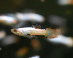 Guppy Wingei Neon Pink White M (Maschio)