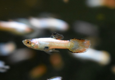 Guppy Wingei Neon Pink White M (Maschio)