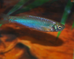 Brachydanio Albolineatus M