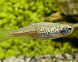 Danio Rerio Frankei S/M