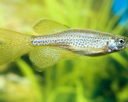 Danio Rerio Frankei Longfin M/L