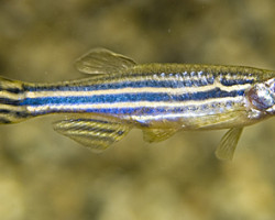 Brachydanio Rerio L