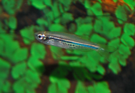 Danio Nigrofasciatus M