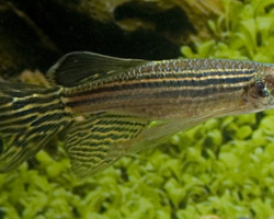 Brachydanio Rerio Longfin S/M