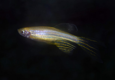 Danio Rerio Gold Longfin M