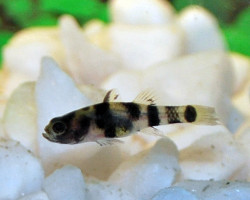 Brachygobius Xanthomelas S