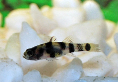 Brachygobius Xanthomelas S