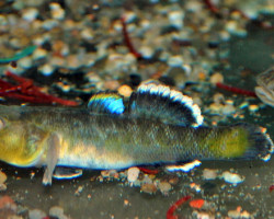 Chlamydogobius Eremius M