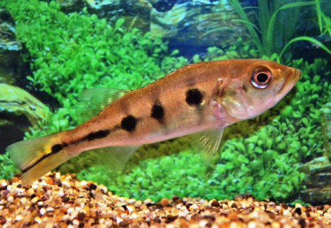 Cichla Ocellaris S