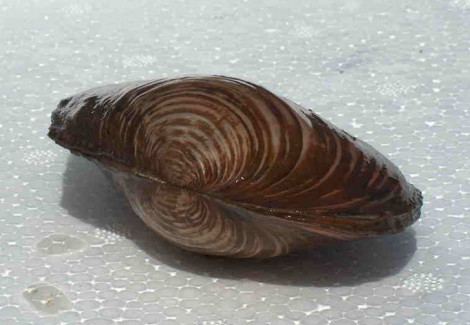 Anodonta Cygnea 10-13 Cm