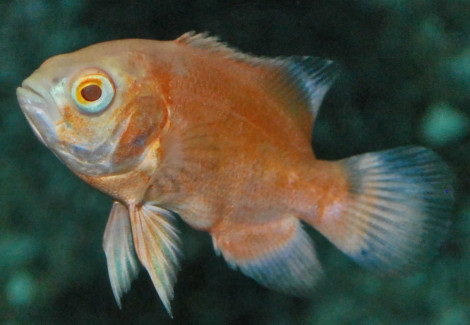 Astronotus Ocellatus Albino Red 4-6 Cm