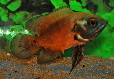 Astronotus Ocellatus Red 4-6 Cm