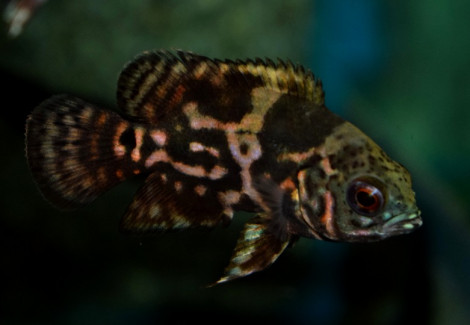 Astronotus Ocellatus Red Tiger 4-6 Cm