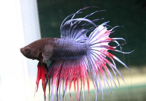 Betta  Maschio Crown Tail Cambodian L-Xl