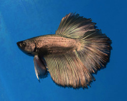 Betta  Maschio Half Moon Copper L-Xl