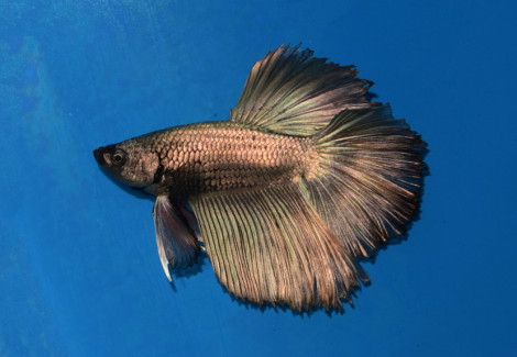 Betta  Maschio Half Moon Copper L-Xl