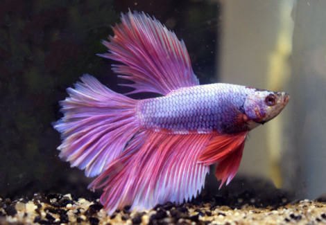 Betta  Maschio Half Moon Lavender L-Xl