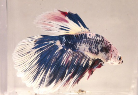 Betta  Maschio Half Moon Marble L-Xl