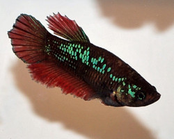 Betta Femmina Halfmoon Mix L-Xl