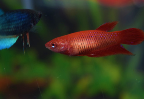 Betta Femmina Mix Color Xl