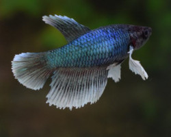 Betta Femmine Dumbo Ear L-Xl