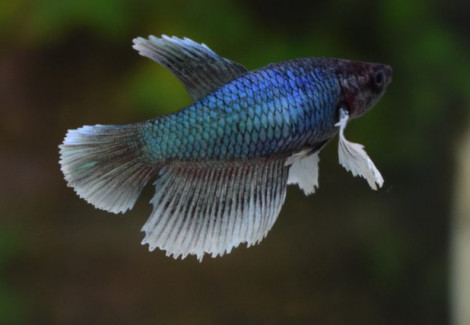 Betta Femmine Dumbo Ear L-Xl