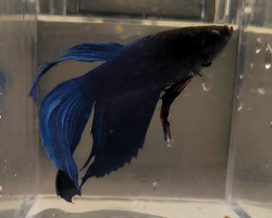 Betta Maschio Blue L-Xl