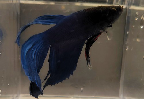 Betta Maschio Blue L-Xl