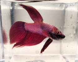 Betta Maschio Cambodian L-Xl