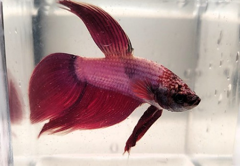 Betta Maschio Cambodian L-Xl