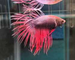 Betta Maschio Crown Tail  Mix L-Xl