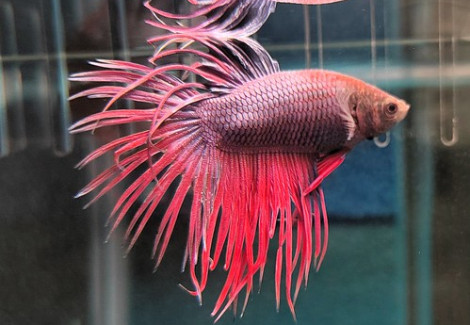 Betta Maschio Crown Tail  Mix L-Xl