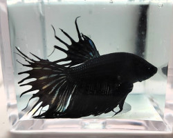 Betta Maschio Crown Tail Black Orchid L-Xl