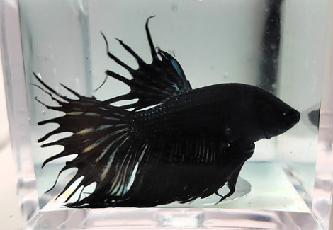 Betta Maschio Crown Tail Black Orchid L-Xl