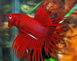 Betta Maschio Crown Tail Red L-Xl