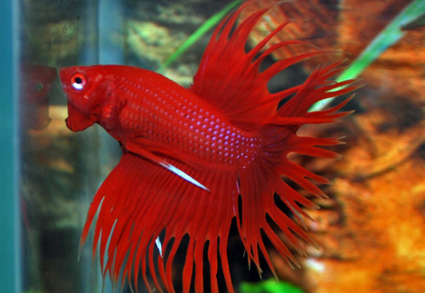 Betta Maschio Crown Tail Red L-Xl