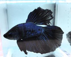 Betta Maschio Half Moon Blue L-Xl